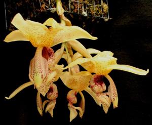 Stanhopea insignis