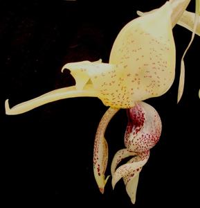 Stanhopea insignis