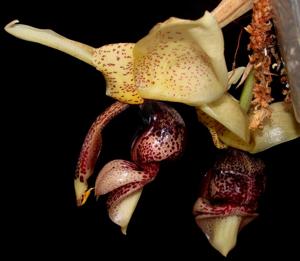 Stanhopea insignis