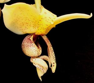 Stanhopea insignis