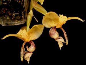 Stanhopea insignis