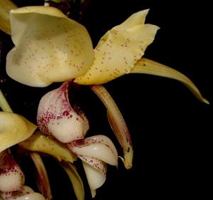 Stanhopea insignis