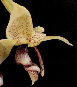 Stanhopea insignis