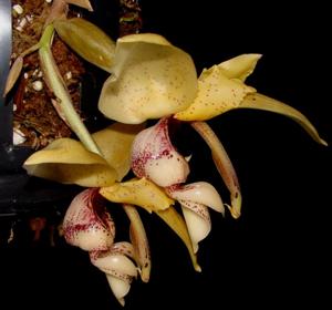 Stanhopea insignis