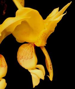 Stanhopea insignis