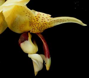 Stanhopea insignis