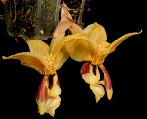 Stanhopea insignis