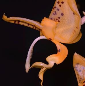 Stanhopea jenischiana