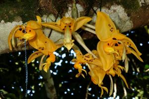 Stanhopea jenischiana