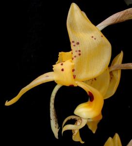 Stanhopea jenischiana