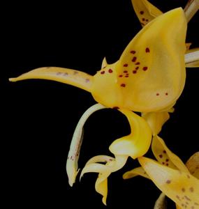 Stanhopea jenischiana