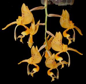 Stanhopea jenischiana