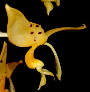 Stanhopea jenischiana