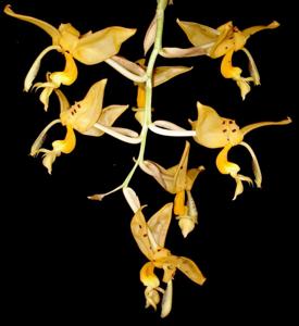 Stanhopea jenischiana