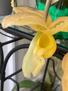 Stanhopea maduroi