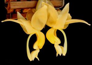 Stanhopea maduroi