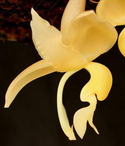 Stanhopea maduroi