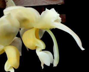 Stanhopea maduroi