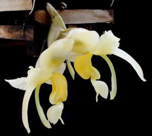 Stanhopea maduroi