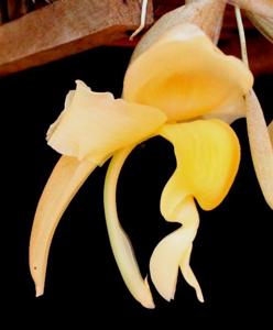 Stanhopea maduroi