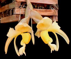 Stanhopea maduroi