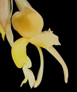 Stanhopea maduroi