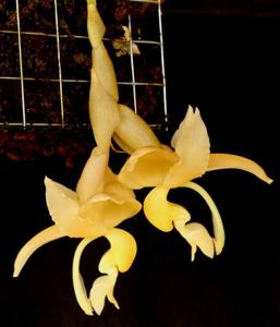 Stanhopea maduroi