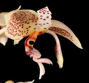 Stanhopea oculata