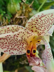 Stanhopea oculata