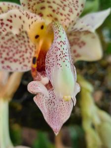 Stanhopea oculata