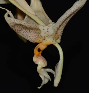 Stanhopea oculata