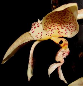 Stanhopea oculata