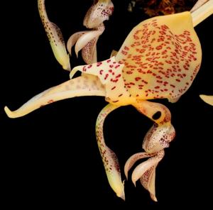 Stanhopea oculata