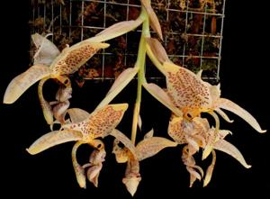 Stanhopea oculata