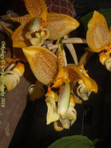 Stanhopea oculata