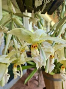 Stanhopea oculata