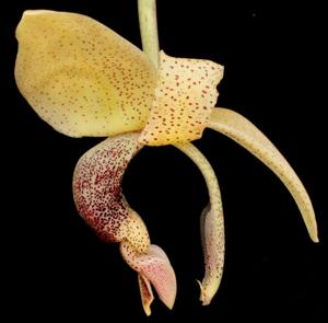 Stanhopea platyceras