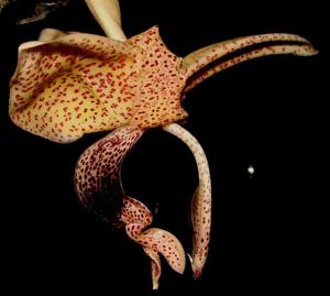 Stanhopea platyceras