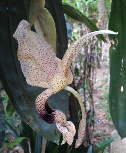 Stanhopea platyceras