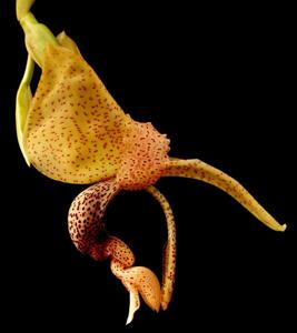 Stanhopea platyceras