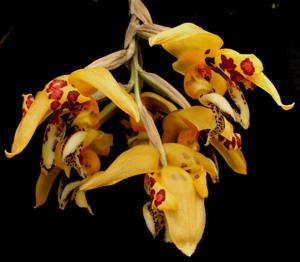 Stanhopea posadae