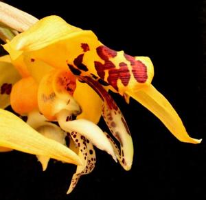 Stanhopea posadae