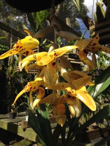 Stanhopea posadae