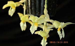 Stanhopea ruckeri