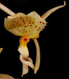 Stanhopea ruckeri