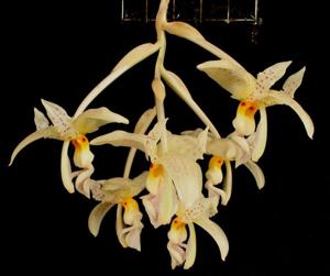 Stanhopea ruckeri