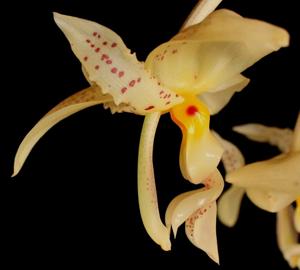 Stanhopea ruckeri