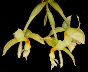 Stanhopea ruckeri