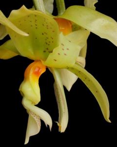 Stanhopea ruckeri