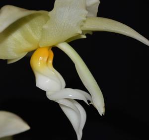 Stanhopea ruckeri